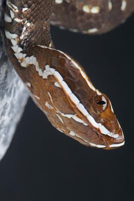 Read Online Cantil Snake Journal: 150 Page Lined Notebook/Diary - | PDF