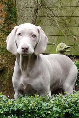 Full Download Silver Gray Weimaraner Dog Journal: 150 Page Lined Notebook/Diary -  file in ePub