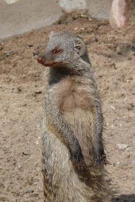 Full Download The Banded Mongoose Journal: 150 Page Lined Notebook/Diary -  file in PDF